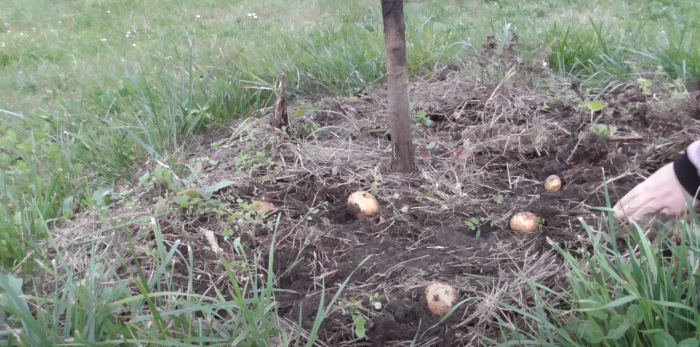 Грядка з картоплею під яблунею